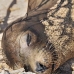 lion_sea_galapagos_nsey_v_0061_ecu0257.jpg